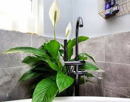 It needs little sunlight to flourish, so it's no challenge to keeping this plant healthy indoors. Peace Lily Plant Spathiphyllum Guide Our House Plants