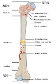 They are one of five types of bones: File 603 Anatomy Of Long Bone Esp Jpg Wikimedia Commons