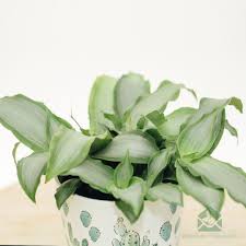 Image result for Murdannia