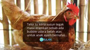 3 agar anak ayam dominan jantan. 15 Lagi Fun Facts Tentang Ayam