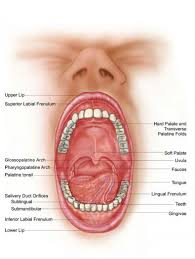 Tongue Anatomy Under Anatomy Drawing Diagram