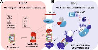 The netchop server produces neural network predictions for cleavage sites of the human proteasome. Proteasome Activator 28g Impact On Survival Signaling And Apoptosis Intechopen