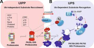 ]]>nandi d, tahiliani p, kumar a, chandu d. Proteasome Activator 28g Impact On Survival Signaling And Apoptosis Intechopen