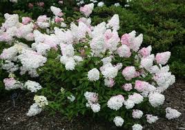 Image result for hydrangea paniculata vanille fraise