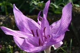 Check spelling or type a new query. Buy Flower Bulbs From Avon Bulbs