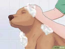 Spectracide triazicide once & done insect killer concentrate starts to affect insects as soon as it is. 3 Ways To Kill Fleas On Dogs Wikihow