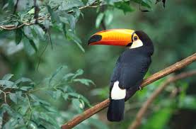 How Conserving The World S Species Helps Protect The Ecosystem We All Share Toco Toucan Jungle Animals Beautiful Birds