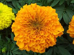 Marigold Flower Hd Wallpaper Flowers Wallpapers Marigold Flower Flower Skin Glowing Skin