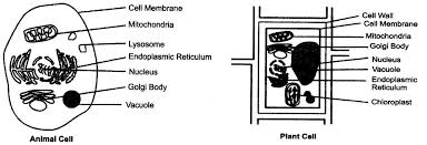 The Fundamental Unit Of Life Class 9 Notes Science Chapter 5 Learn Cbse Https Www Learncbse In Fundamental Unit L Nuclear Membrane Science Prokaryotic Cell