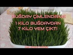 Bugday Cimlendirme Taze Yem Yaptik Wheat Sprouts Diy At Home Youtube Taze Bitki Tavukculuk