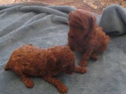 Our dogs are raised with kids and are a part of our family. Akc Red Poodle Puppies For Sale In Phelan California Classified Americanlisted Com