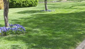 Big lawn care services just don't understand the unique environment of the amarillo area. Amarillo Lawn Mowing
