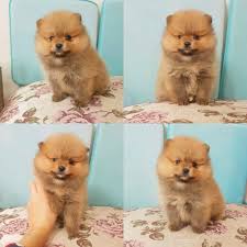 Erkek Cavalier King Charles Satilik Hayvan Cavalier King Charles Evcil Hayvanlar