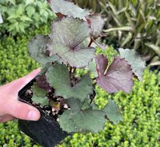 Image result for Ligularia sibirica