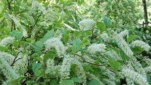 If the spot you want to plant your evergreen shrubs for zone 7 are often used as hedges with evergreens. 7 Beautiful Shade Solution Shrubs South
