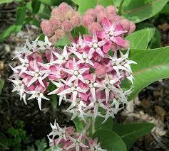 Image result for Apocynaceae subfamilies Apocynoideae and Rauvolfioideae
