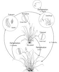 Image result for Eragrostis nindensis