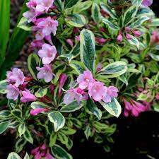 Even before the pretty pink blooms start their springtime display, you'll love the splashy variegated foliage of rainbow sensation™ weigela (weigela florida 'kolmagira' pp 20,384). Weigela Florida Kolmagira Syn Weigela Florida Magical Rainbow Weigela Florida Rainbow Sensation Weigela Magical Rainbow Uploaded By Sylviadavies