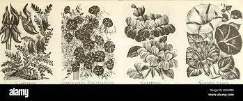 Image result for Eriosema vanderystii