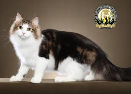 It is no doubt one of the nicest breeds to own, regardless of how many kids or elderly family members live at home. Norwegian Forest Cat The Cat Fanciers Association Inc