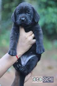 Never from a puppy mill. Labrador Retriever Puppies For Sale Kottayam Free Classifieds