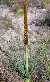 Image result for Xanthorrhoea