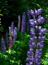 Showy, elongate clusters of purple. Lupin