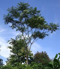 Image result for Zanthoxylum chalybeum