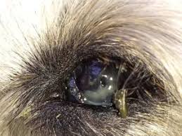 Check spelling or type a new query. Green Gunk In Your Dog S Eye Let S Talk About Dry Eye Or Kcs Vetchick Com