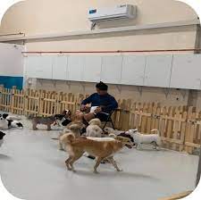 24 hour vet care, vaccinations, pet declawing Best Affordable Dog Boarding Service In Dubai Uae Romis Home