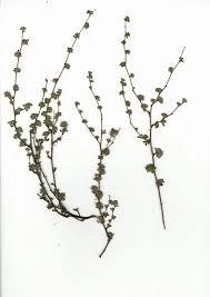 Image result for Cliffortia