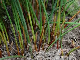 Image result for Juncus balticus