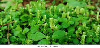 Image result for Justicia tenella