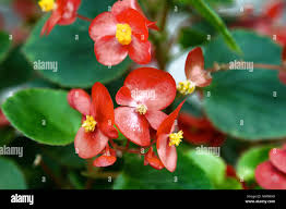 Busy Lizzie, red shiny flowers. Impatiens. Balsaminбceae. Houseplants;  indoor plants, potted flowers, floriculture Stock Photo - Alamy