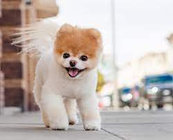 25 cutest maltese haircuts for your little puppy 14. 8 Cutest And Most Hilarious Dog Haircuts For Your Inspiration