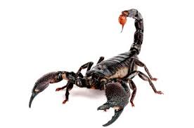 Emperor Scorpion Skorpion Tatuirovka Skorpiona Nasekomye