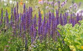 Salvia Nemorosa Ostfriesland Garten Salbei Steppen Salbei