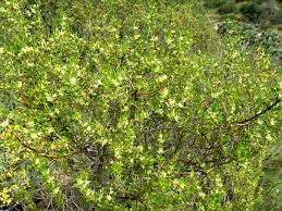 Image result for Anthospermum