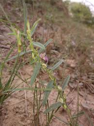 Image result for Polygala erioptera