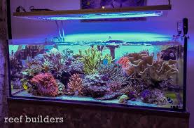 Earlier This Year We Were Invited To Be A Part Of Goccia Blu S Petsfestival Event In Picenza And Before The Talk We Toured Reef Tank Saltwater Tank Fish Tank