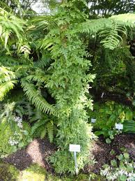 Image result for Lygodium