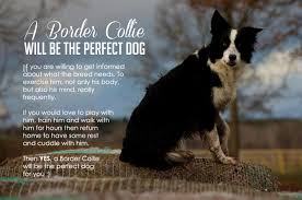 Navigate to the first search result item. Border Collies Butte Ranch Enterprises
