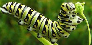 Pin En Animales