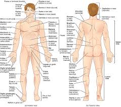 There are around 650 skeletal muscles within the typical human body. File Regions Of Human Body Jpg Wikimedia Commons
