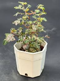 Image result for Phyllanthus polyanthus