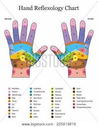 Hand Reflexology Vector Photo Free Trial Bigstock