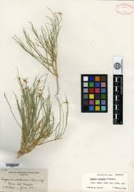 Image result for Balanites pedicellaris