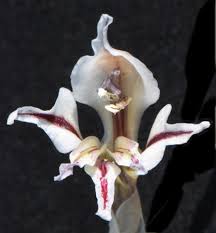 Image result for Gladiolus permeabilis