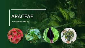 Image result for Araceae