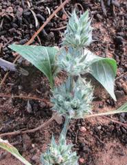 Image result for Dicliptera verticillata